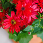 Senetti 'Red Orange' image1