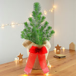 Pinus Silver Crest Christmas Tree Gift Wrapped