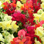 Plug Plants - Antirrhinum Snapdragon Appeal Mix
