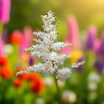 Astilbe Snow Drift Bare Roots
