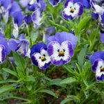 Viola Mixed Bedding Plants