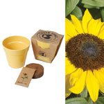 Eco-Friendly Sunflower Growing Kit image1