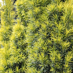 taxus1