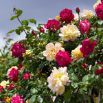 A rose bush in full bloom, featuring a mix of deep red and pale yellow roses, with green leaves visible against a cloudy sky.