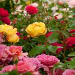 Close-up photo of a garden with blooming roses in various colours, including bright yellow, deep red, and soft pink.