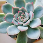 tumblr_f5e6e5198df6f80cb83a8cb8f10b1af0_2e77f7b9_500