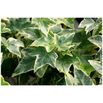 variegated-ivy-winter-white-containers