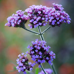 Verbena Bonariensis image1