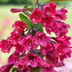 Weigela 'Tower of Flowers Cherry' image1