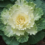 White Ornamental Cabbage in 13cm Pot image1