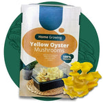 Mushroom Growing Kit Yellow Oyster