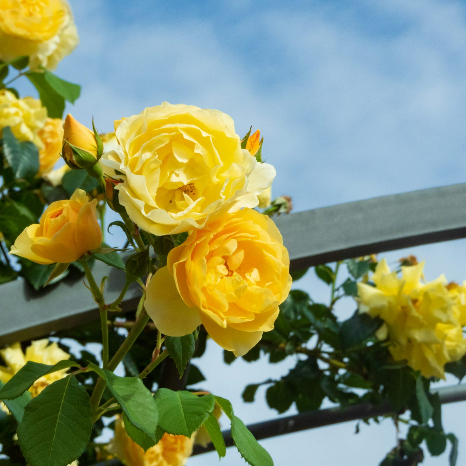 18+ Yellow Climbing Roses Yellow Climbing Rose Garden Rose 'Golden Showers' (Climbing) | Dobies