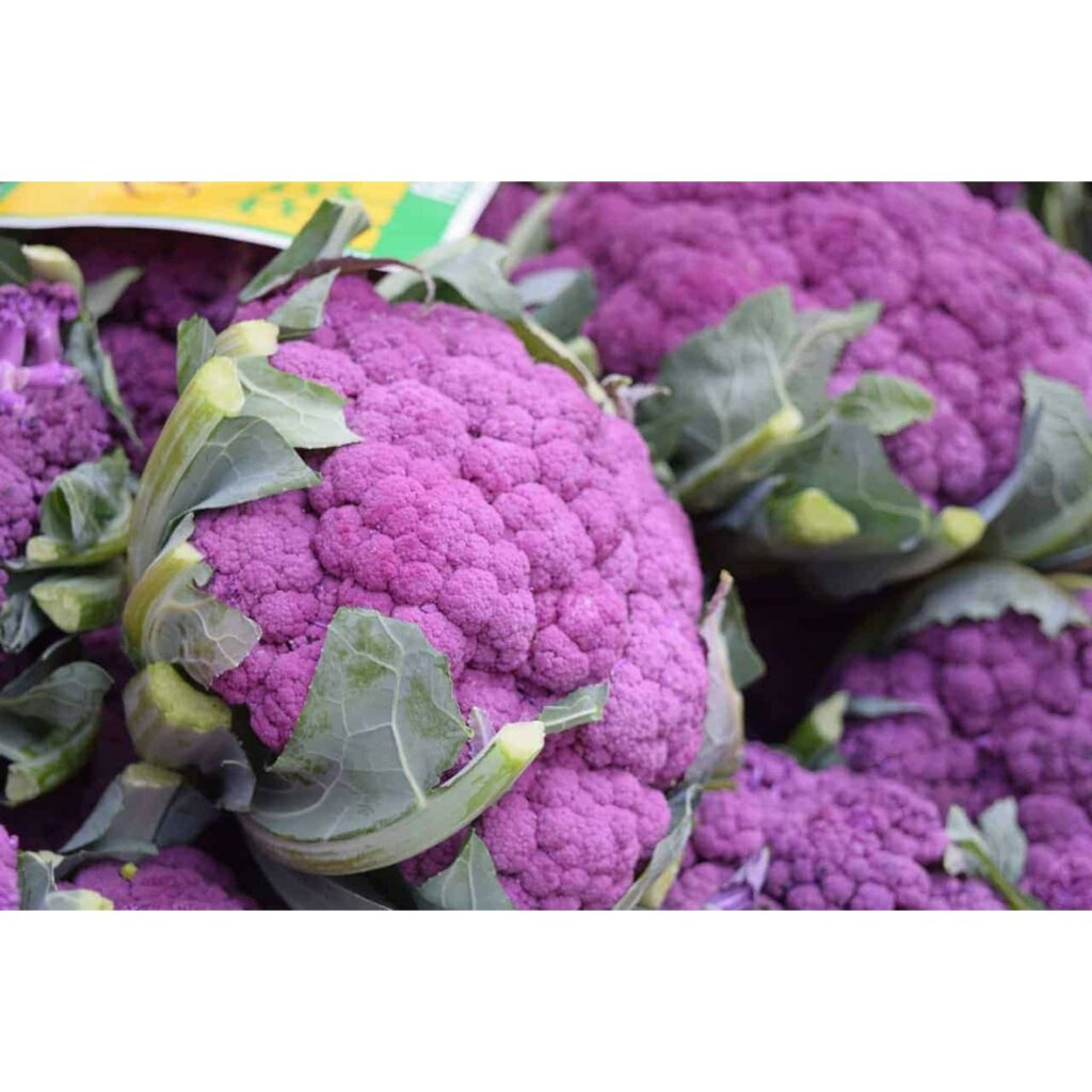 Broccoli Early Purple Sprouting 8 Pack Carbeth Plants