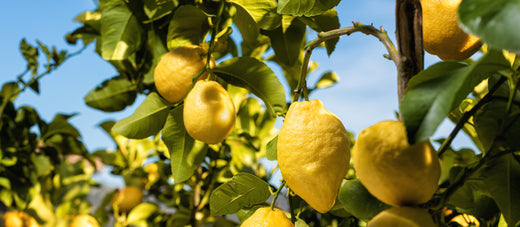 Carbeth's Guide to: The Lemon Tree