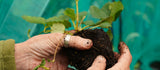 What to Plant in August UK: Flowers, Veg & Bulbs