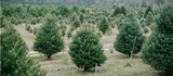 Can You Replant a Christmas Tree After Christmas? Here's What to Know