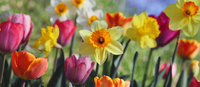 Which Spring Bulbs Bloom First? A UK Flowering Order Guide