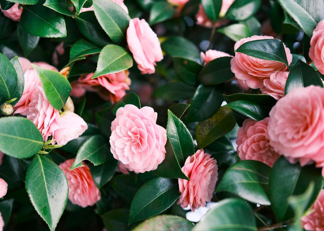 best plants for mother's day