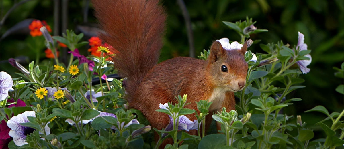 How to Protect Spring Bulbs From Garden Pests