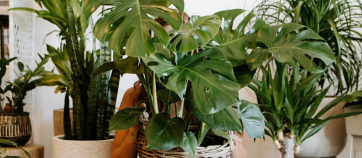 Carbeth's Guide to: Plant care in Winter