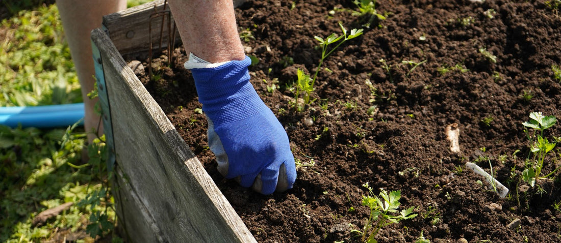 Plant Care Guide