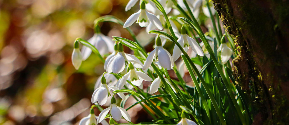 How to Plant Spring Bulbs for Early Blooms