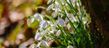 How to Plant Spring Bulbs for Early Blooms