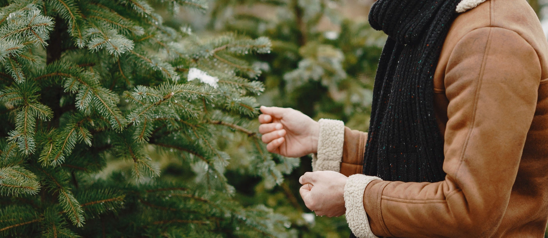 How to Care for a Pot Grown Christmas Tree