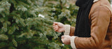 How to Care for a Pot Grown Christmas Tree