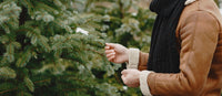 How to Care for a Pot Grown Christmas Tree