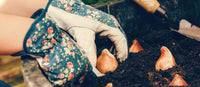 Layering Bulbs in Pots: How to Plant a Bulb Lasagne for Months of Spring Colour