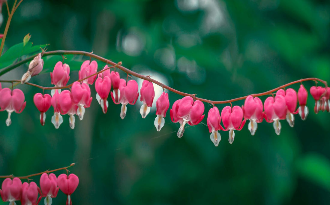 The 6 Most Romantic Plants