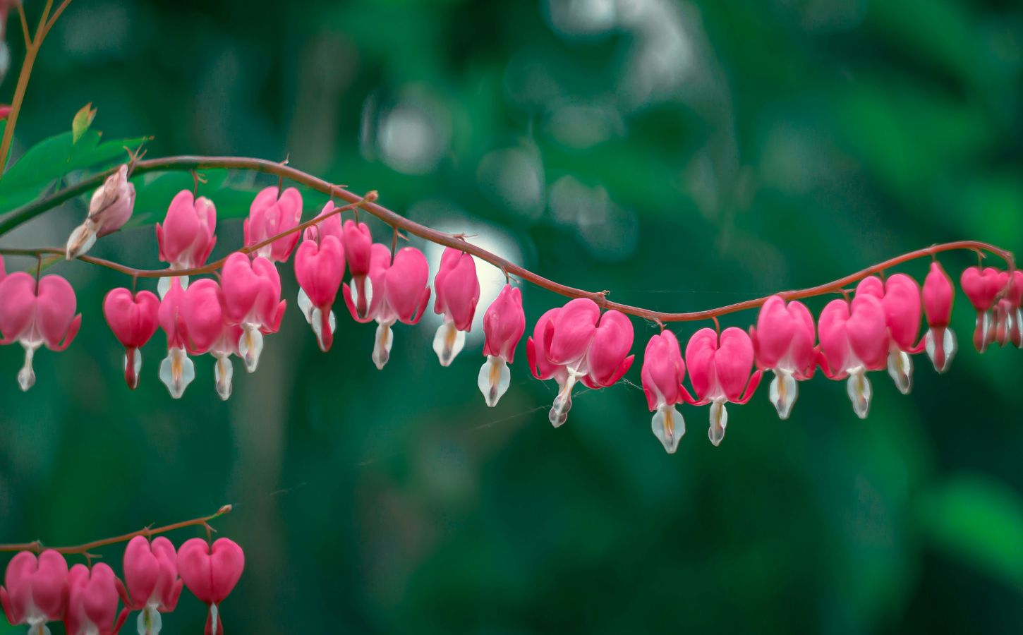 The 6 Most Romantic Plants