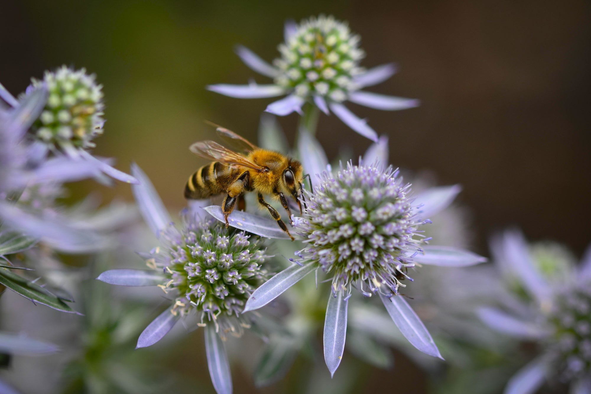 Making Your Garden Pollinator Friendly