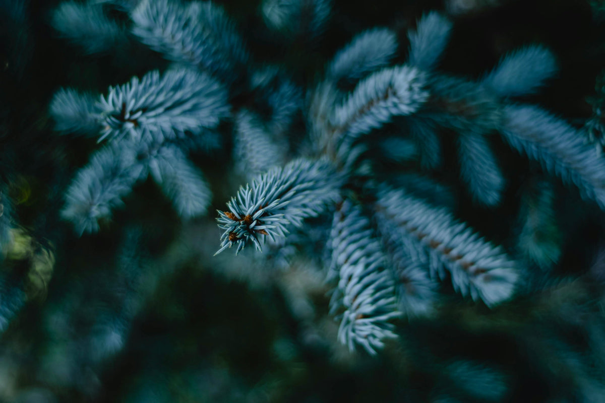 Why Should You Pre-Order Christmas Tree Now?