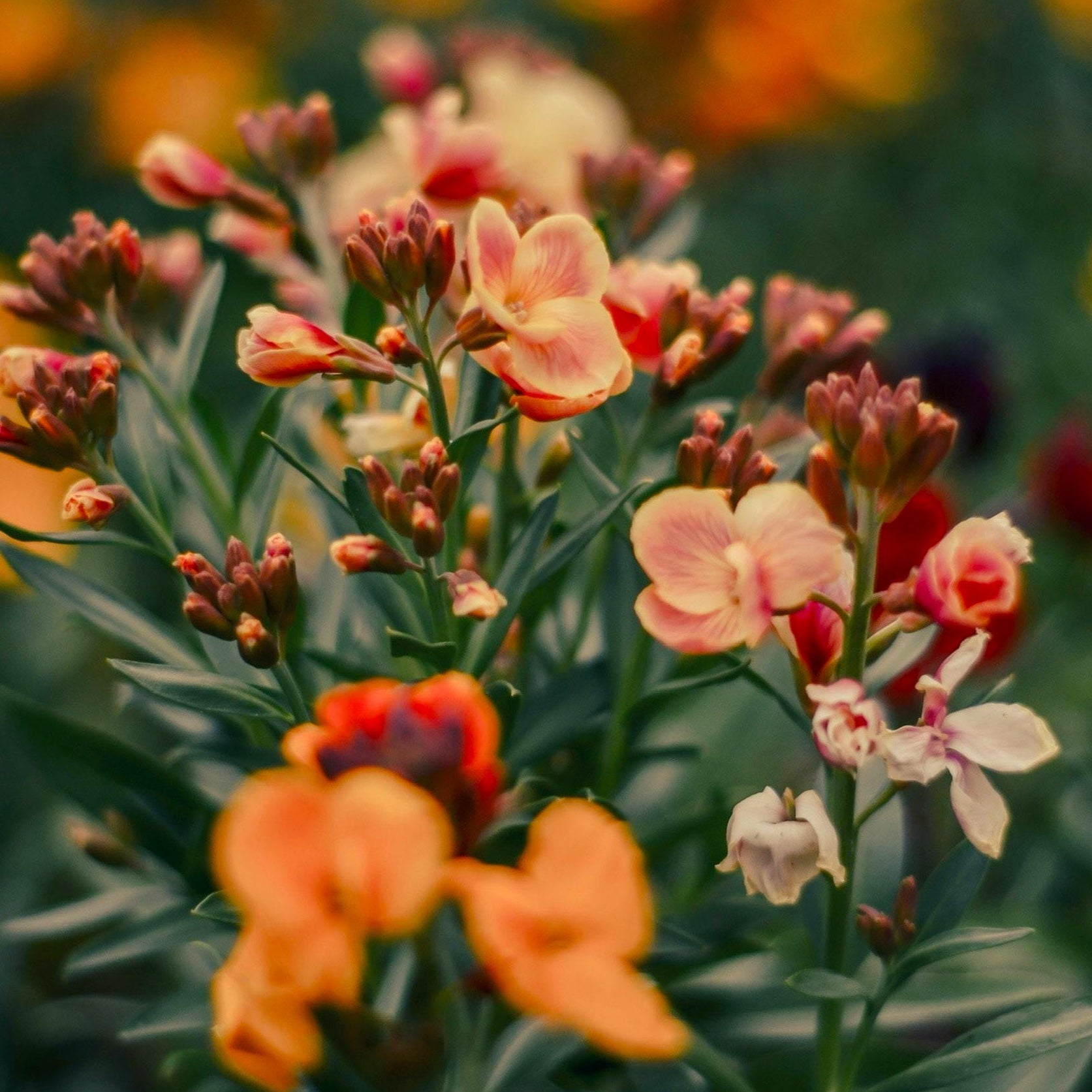 Introducing our Horticulturist, Pedro