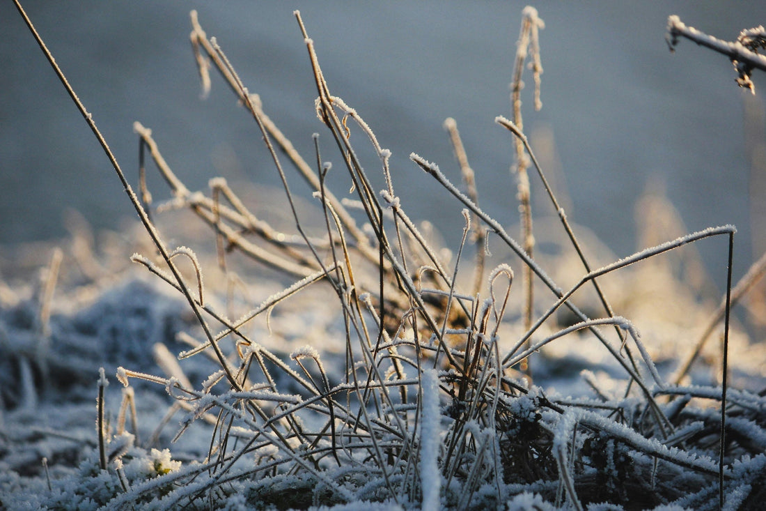 Jobs For The Garden This Winter
