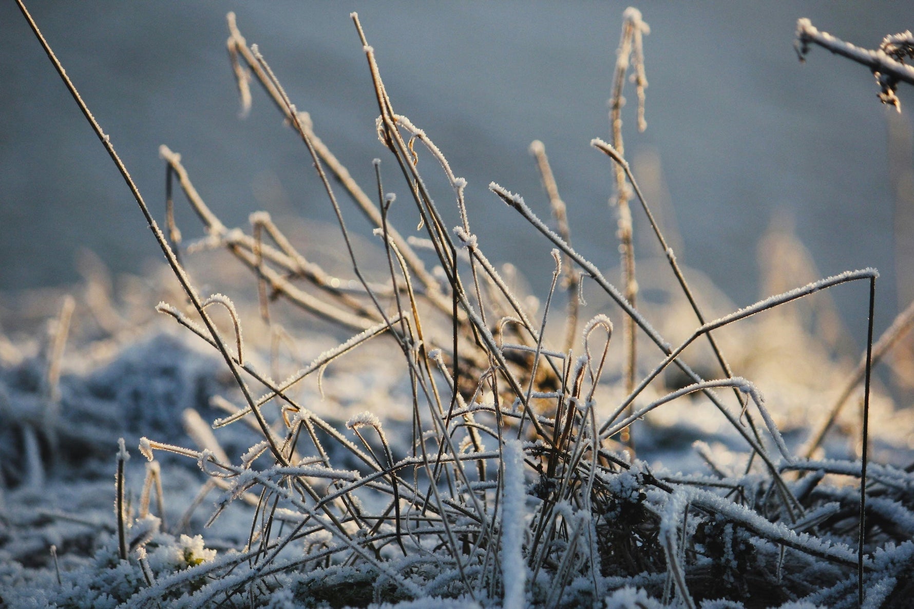 Jobs For The Garden This Winter