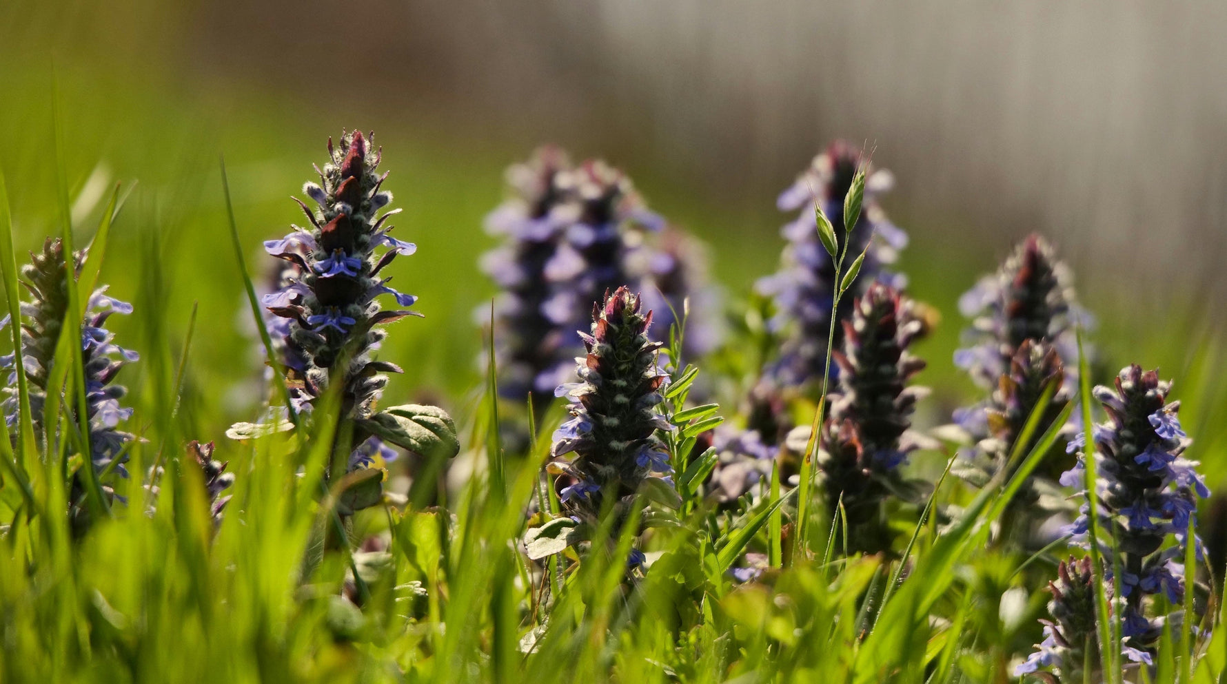 Introducing our Plant Buyer, Dougie