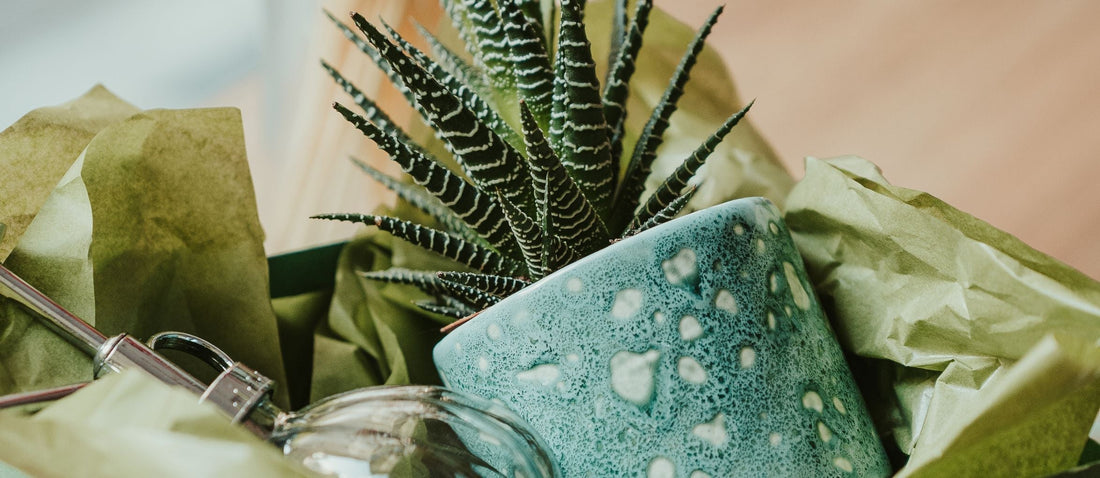 Christmas Gifts for Gardeners: Top Picks Under £100