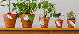 Plant Size Guide: Understanding Plant & Pot Sizes When Buying Online