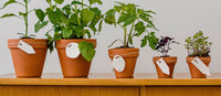 Plant Size Guide: Understanding Plant & Pot Sizes When Buying Online