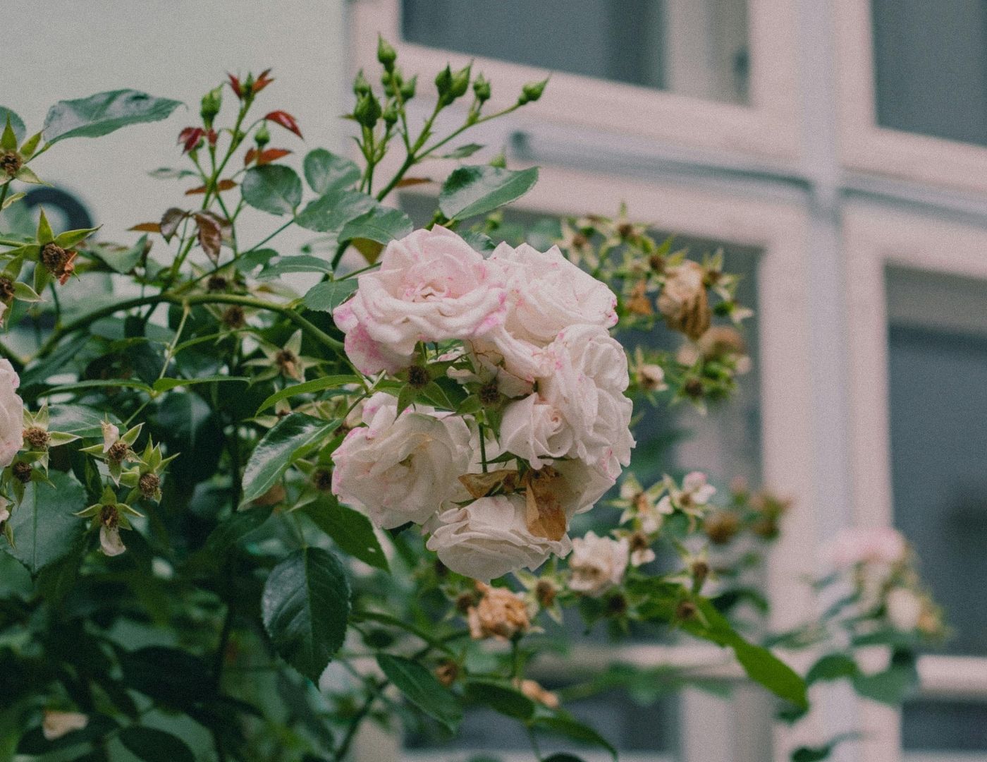 Anniversary Plants by Year