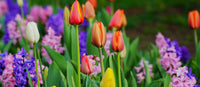When Should Spring Bulbs Be Planted in UK Gardens?