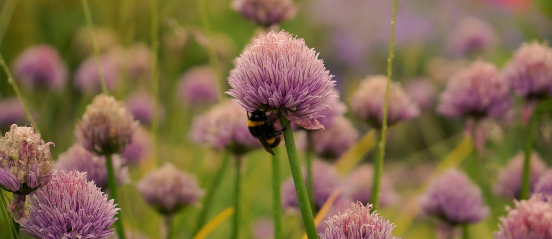 When Is the Best Time to Plant Allium Bulbs in the UK?