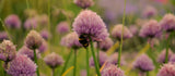 When Is the Best Time to Plant Allium Bulbs in the UK?