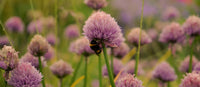When Is the Best Time to Plant Allium Bulbs in the UK?