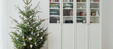 Nordmann Fir vs Norway Spruce: Expert's Guide to Choosing the Right Christmas Tree