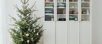 Nordmann Fir vs Norway Spruce: Expert's Guide to Choosing the Right Christmas Tree