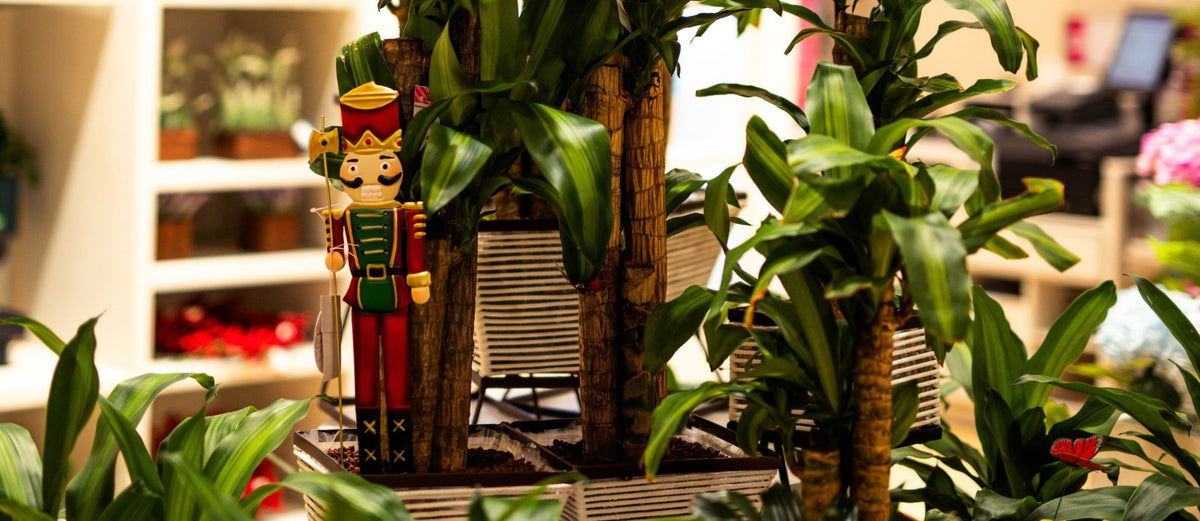 Best Indoor Christmas Plants for Festive Homes